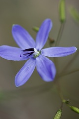 Agrostocrinum hirsutum