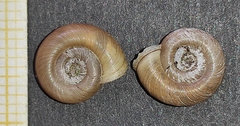 Planorbis planorbis
