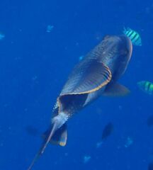 Pseudobalistes flavimarginatus