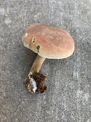 Hypholoma lateritium