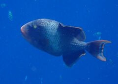 Pseudobalistes flavimarginatus