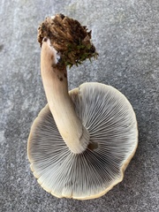 Hypholoma lateritium