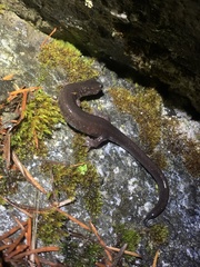 Plethodontinae