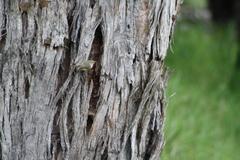 Acanthiza reguloides