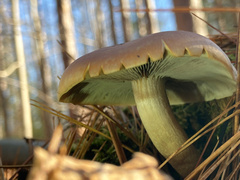 Hypholoma lateritium
