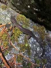 Plethodontinae