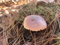 Hypholoma lateritium