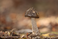 Amanita