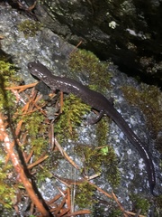Plethodontinae