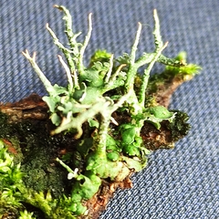 Cladonia digitata