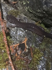 Plethodontinae