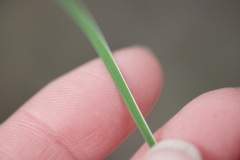 Agrostocrinum hirsutum