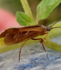 Limnephilus auricula