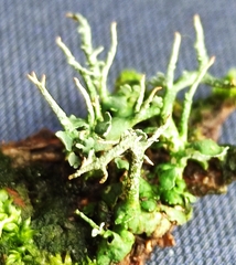 Cladonia digitata