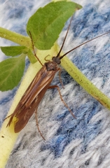 Limnephilus auricula