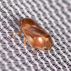 Clastoptera testacea