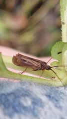 Limnephilus auricula