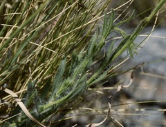 Hysterionica jasionoides
