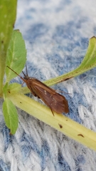 Limnephilus auricula