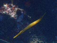 Aulostomus chinensis