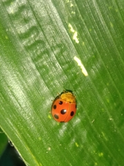 Coccinellidae
