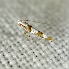 Acrocercops