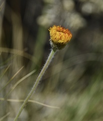 Hysterionica jasionoides