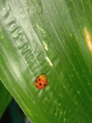 Coccinellidae