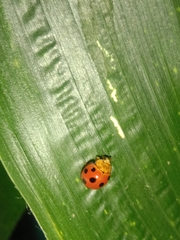 Coccinellidae