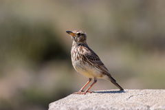 Galerida magnirostris