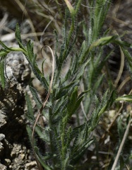 Hysterionica jasionoides