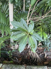 Ficus aurea