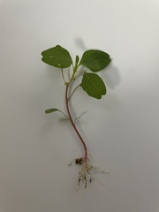 Amaranthus blitum