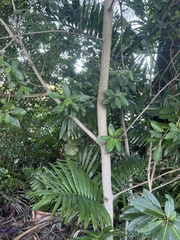 Ficus aurea