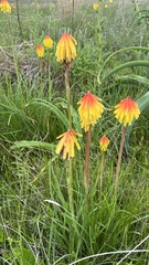 Kniphofia
