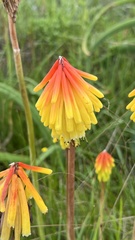 Kniphofia