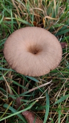 Pseudoclitocybe
