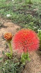 Scadoxus multiflorus