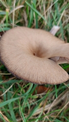Pseudoclitocybe