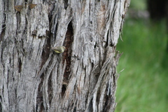 Acanthiza reguloides