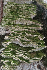 Rigidoporus populinus