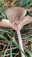 Pseudoclitocybe
