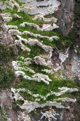 Rigidoporus populinus