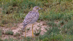 Burhinus capensis