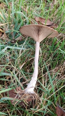Pseudoclitocybe