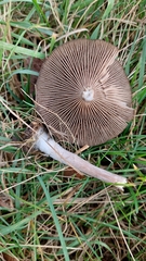 Pseudoclitocybe