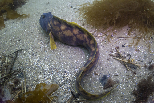 Mother-of-eels (Zoarces americanus) — Zoarcidae — 4