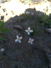 Heliophila variabilis