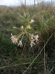 Pelargonium luridum