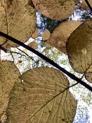 Viburnum lantanoides